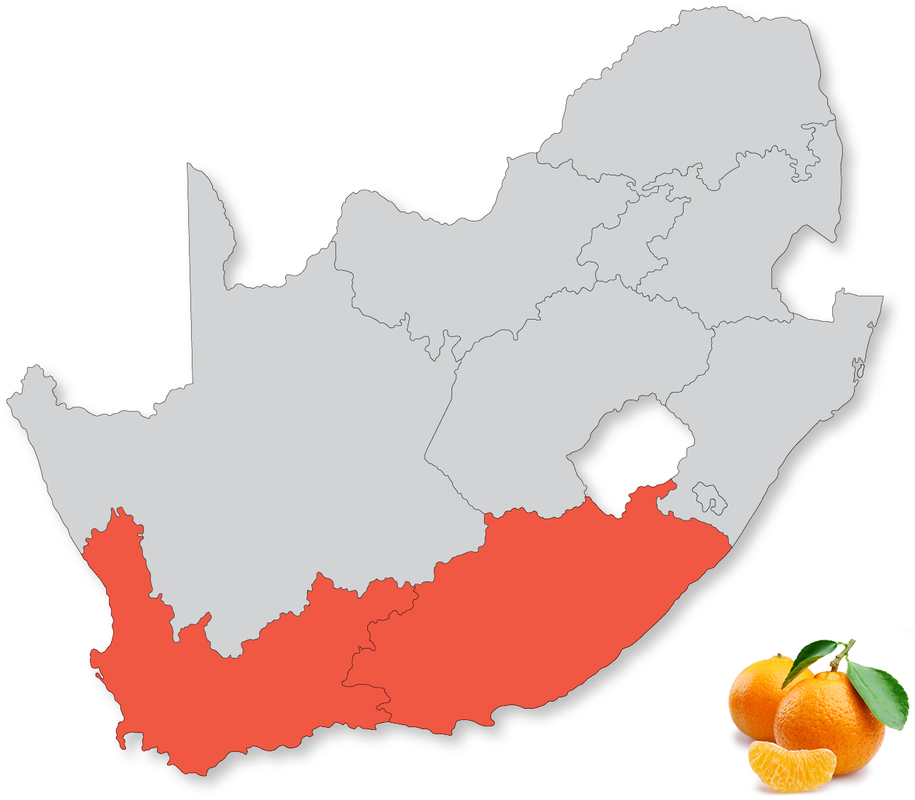 Soft Citrus SAFE South African Fruit Exporters SAFE South Africa.